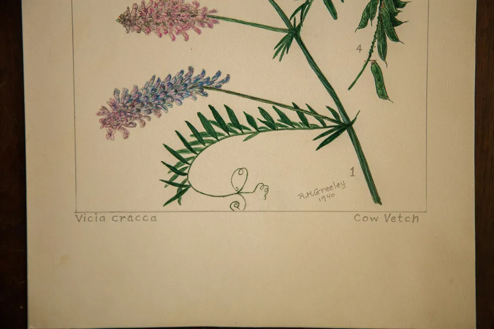Cow Vetch Botanical Watercolor R.H. Greeley