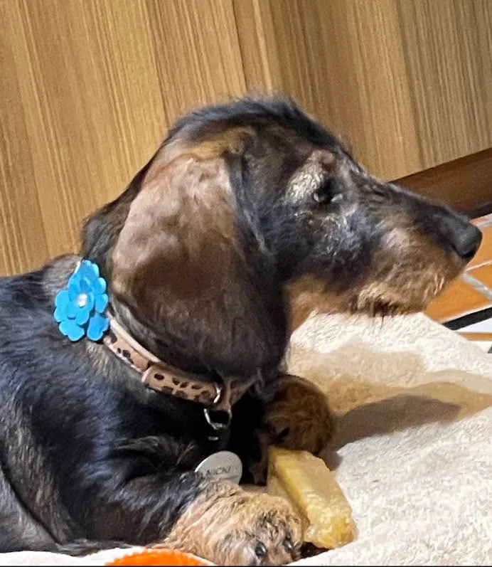 EMMA Single Flower Leather Dog Collar