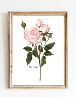 English Pink Rose Wall Art Print