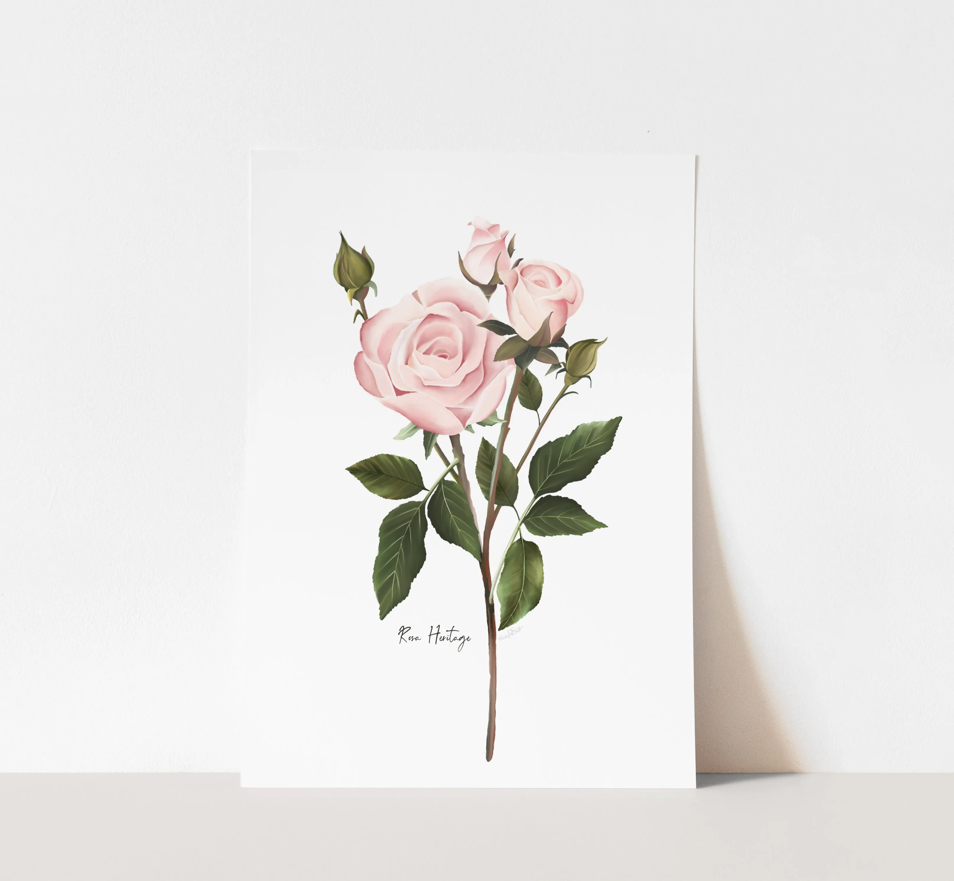 English Pink Rose Wall Art Print