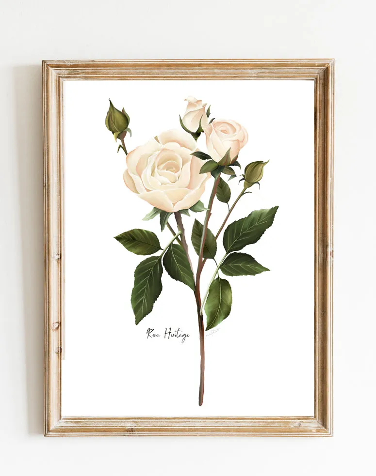 English White Rose Wall Art Print