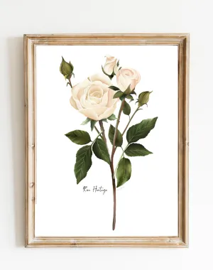 English White Rose Wall Art Print
