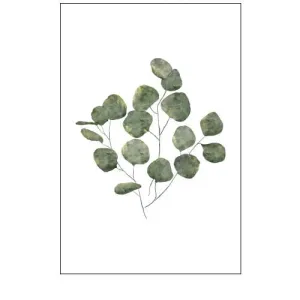 Eucalyptus Leaves