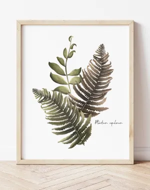 Fern Arrangement Wall Art Print