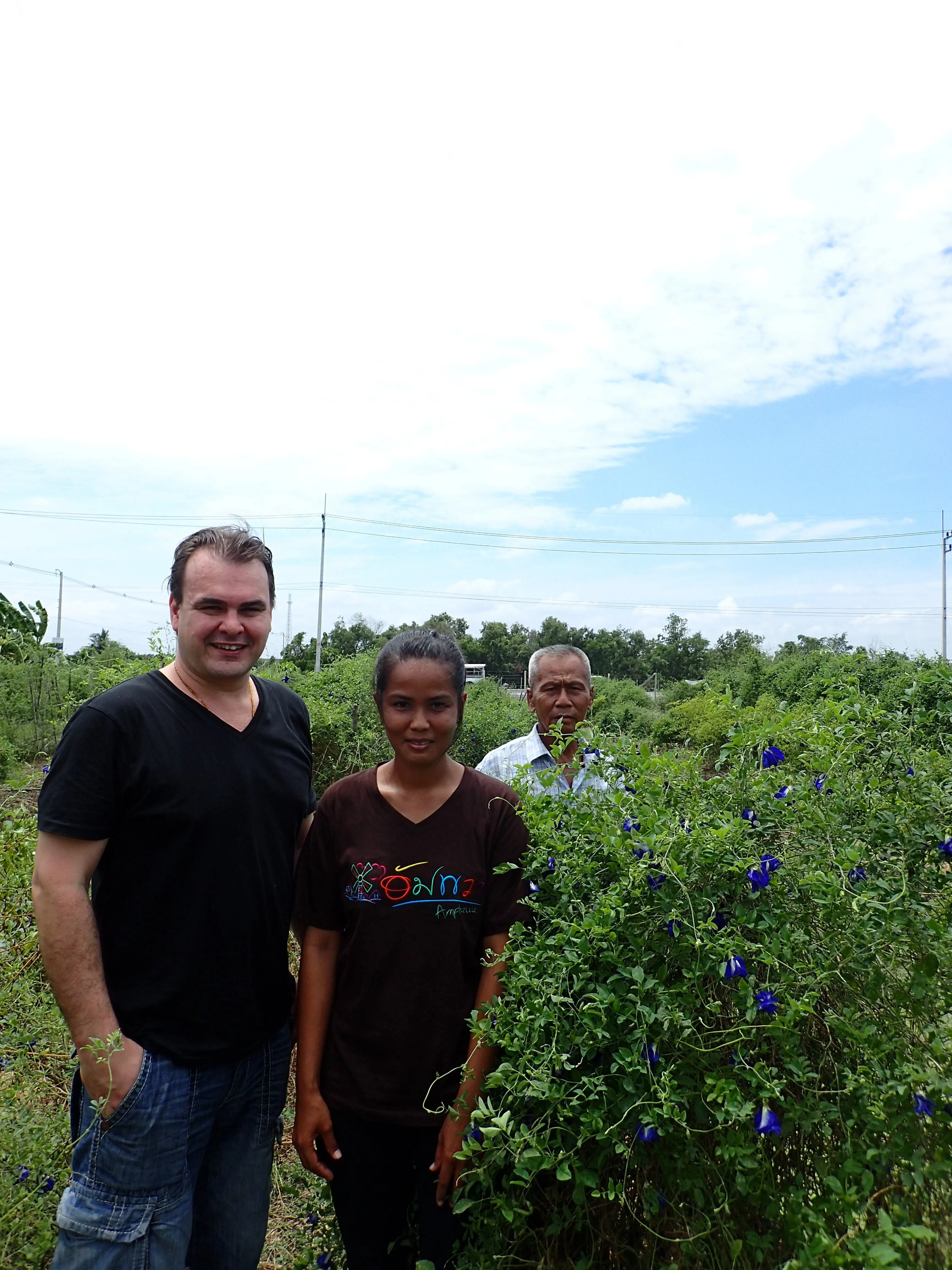 Flower Extract - b'Lure Butterfly Pea