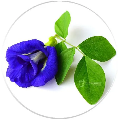 Flower Extract - b'Lure Butterfly Pea