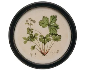 Framed vintage style botanical wall art