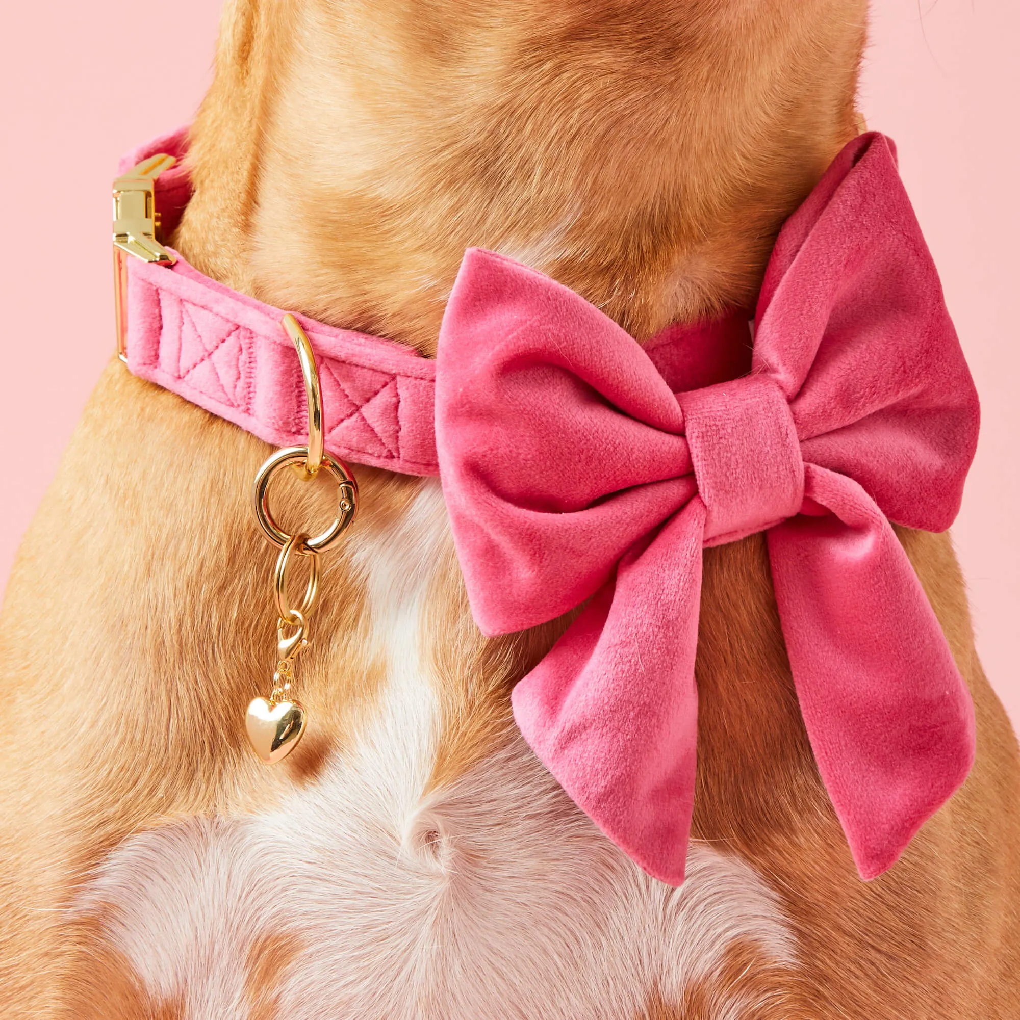 Hot Pink Velvet Lady Bow Collar