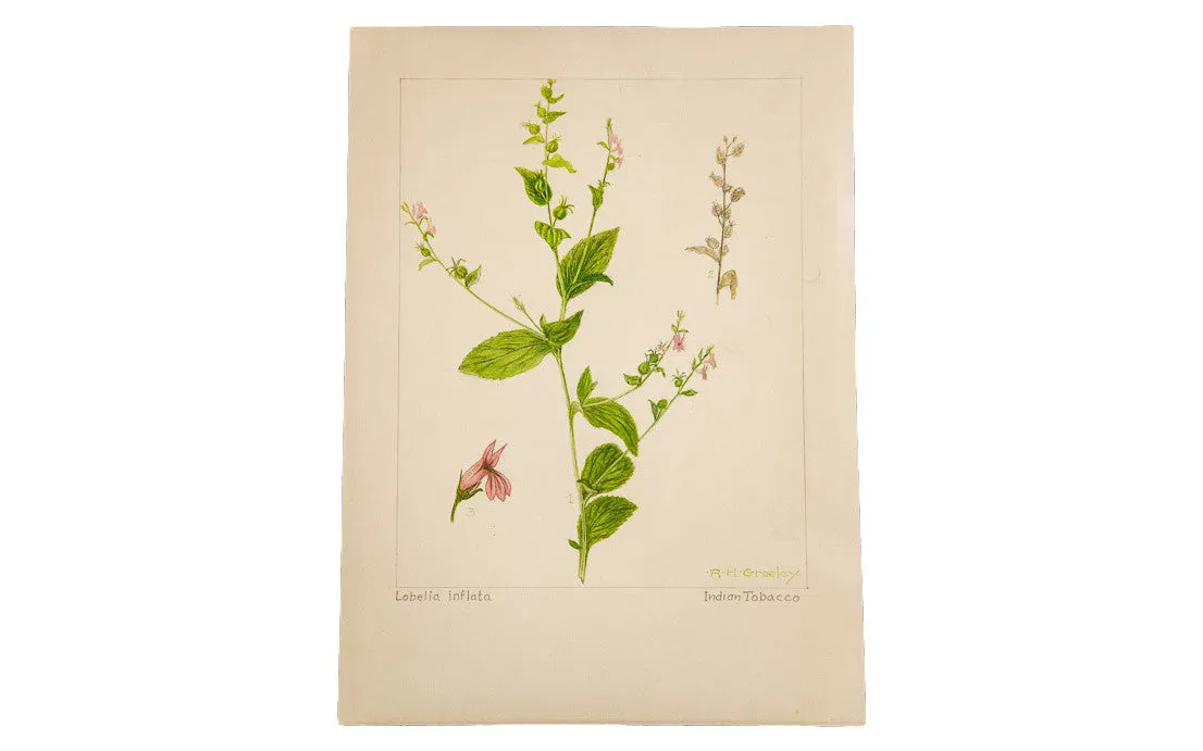 Indian Tobacco Botanical Watercolor R.H. Greeley