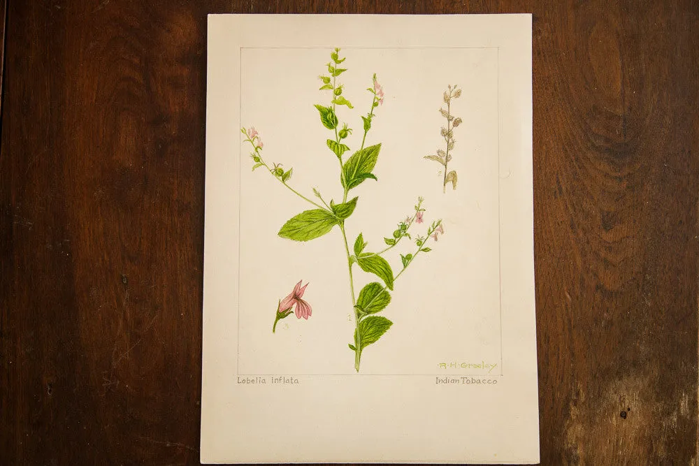 Indian Tobacco Botanical Watercolor R.H. Greeley