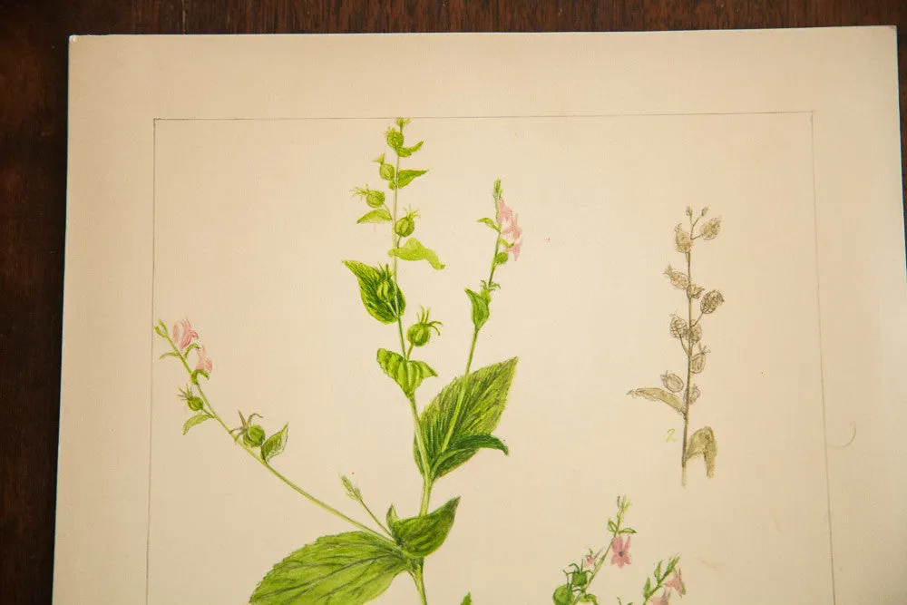 Indian Tobacco Botanical Watercolor R.H. Greeley