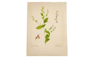 Indian Tobacco Botanical Watercolor R.H. Greeley