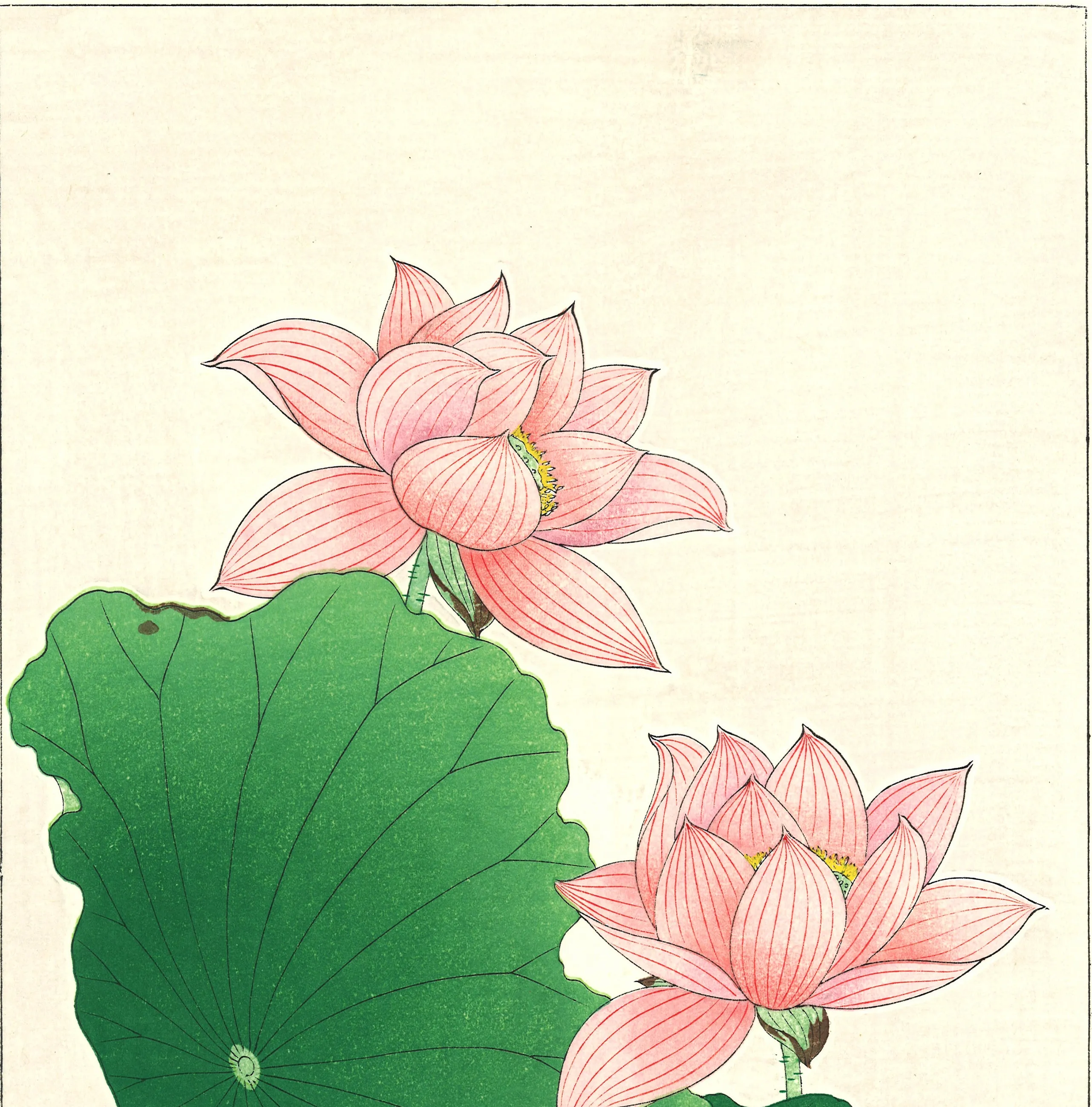 Kawarazaki Shodo - F59 Sekiren (Red Lotus)  - Free Shipping
