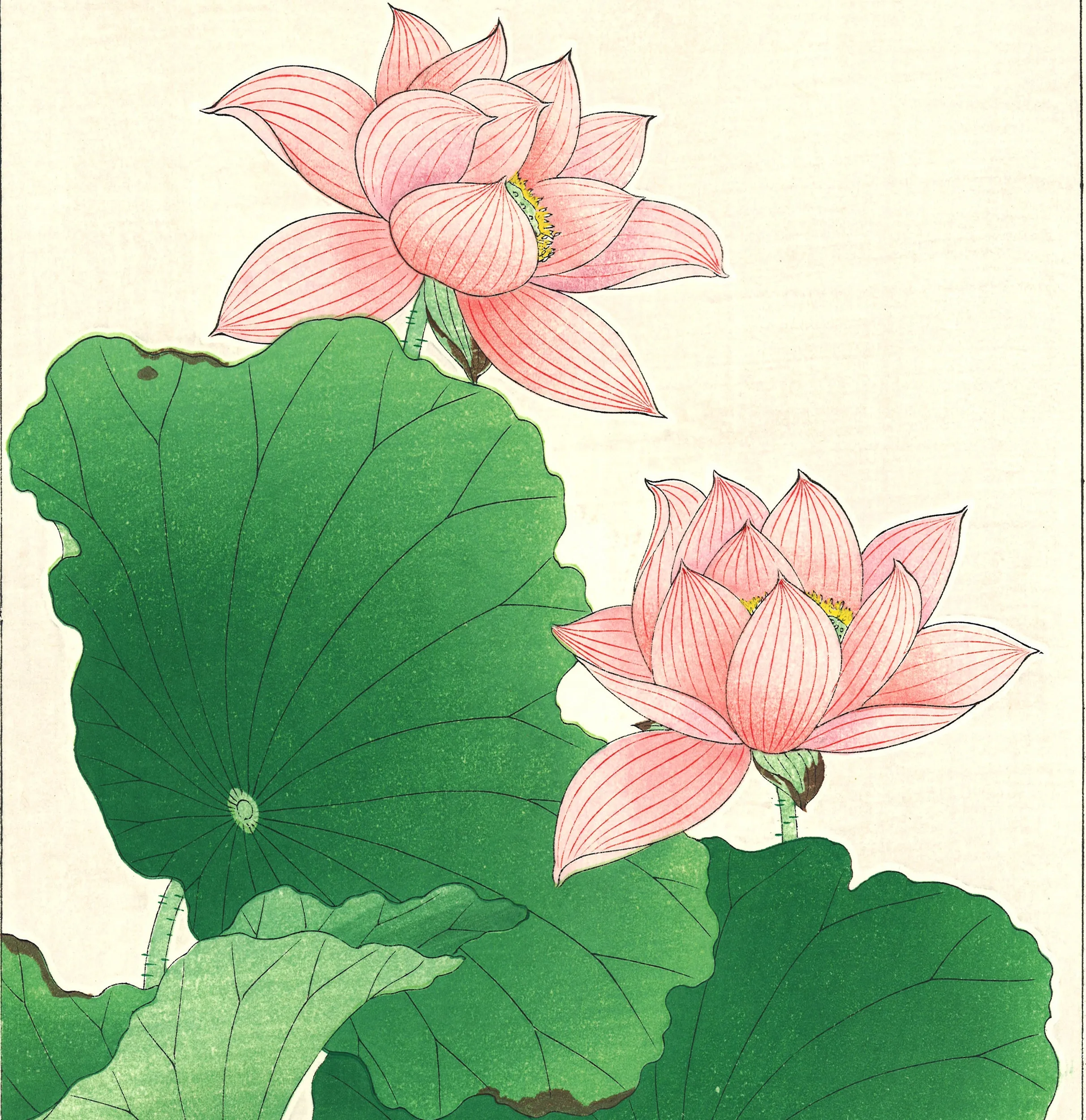 Kawarazaki Shodo - F59 Sekiren (Red Lotus)  - Free Shipping