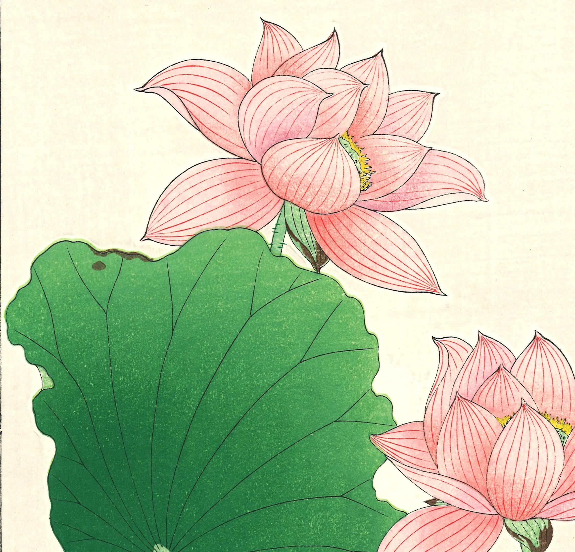 Kawarazaki Shodo - F59 Sekiren (Red Lotus)  - Free Shipping