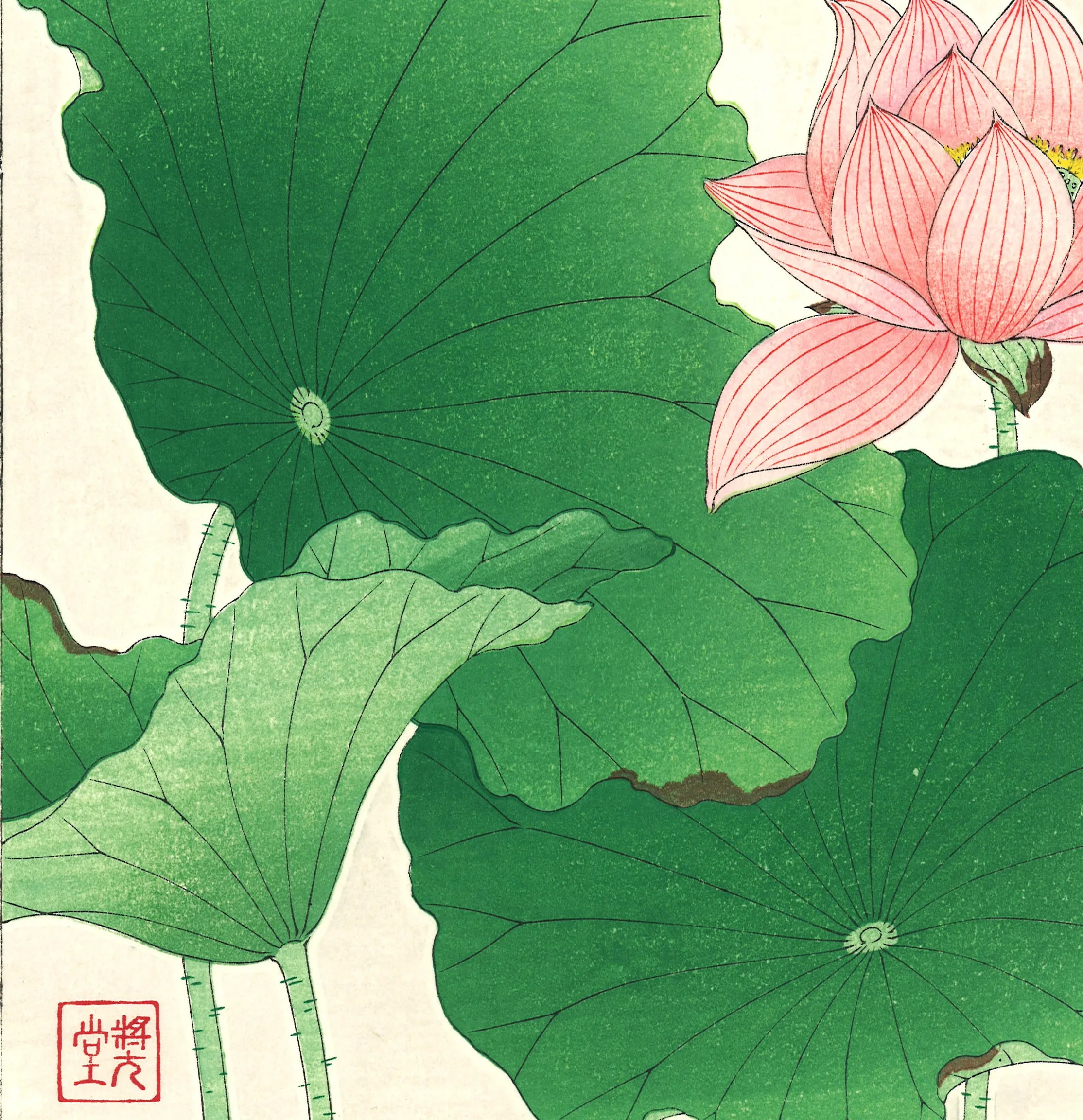 Kawarazaki Shodo - F59 Sekiren (Red Lotus)  - Free Shipping