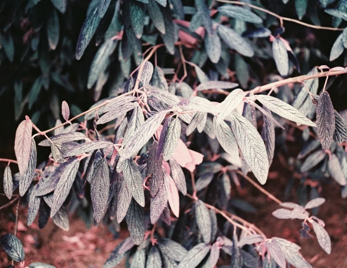Lomography 35mm Simple-Use Camera - LomoChrome Purple Film