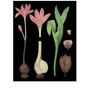 Meadow Saffron