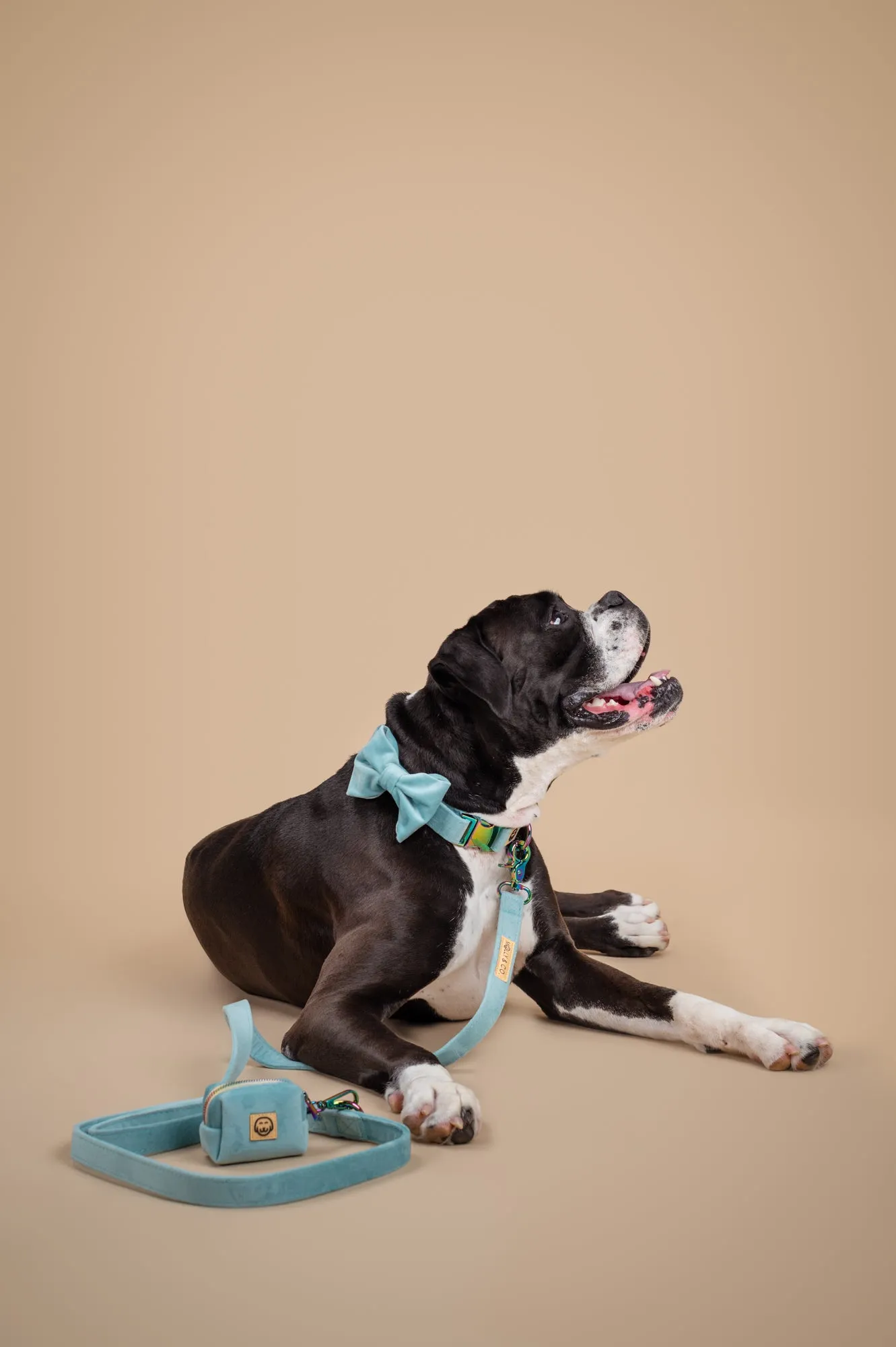 Molly Velvet - Dog Bowtie