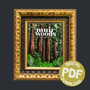 Muir Woods Digital Print