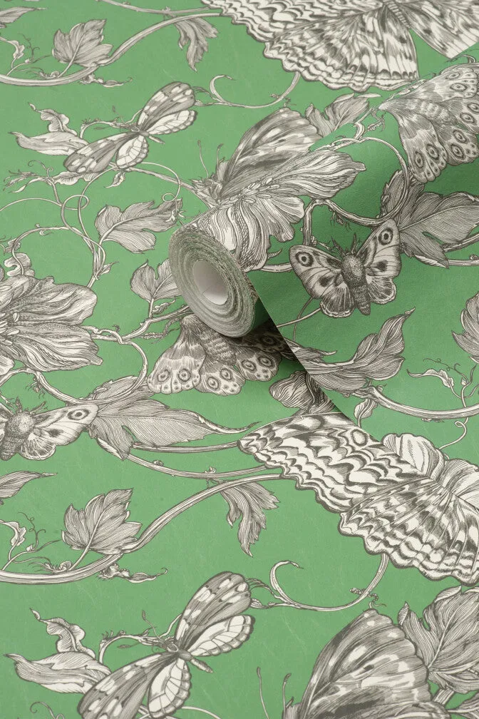 papillion wallpaper