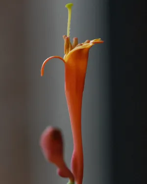 Pat's Trumpet Vine