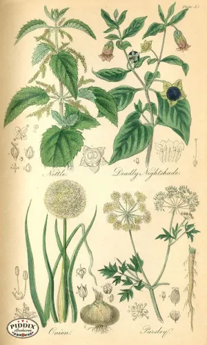 PDXC12041 -- Flower Poster