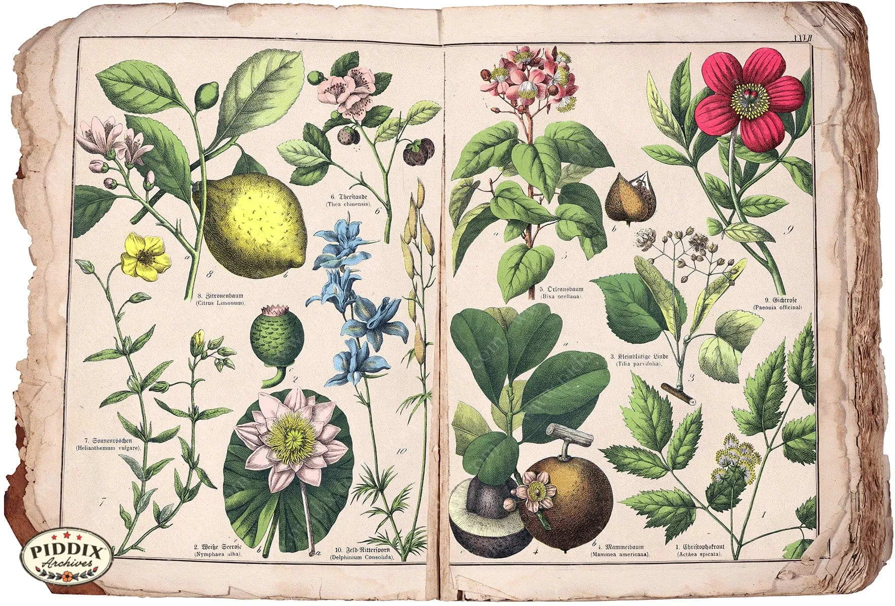 PDXC15433b -- Flowers