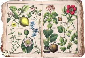 PDXC15433b -- Flowers
