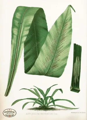 PDXC16442 -- Plants & Leaves