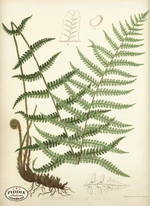 PDXC16449 -- Ferns