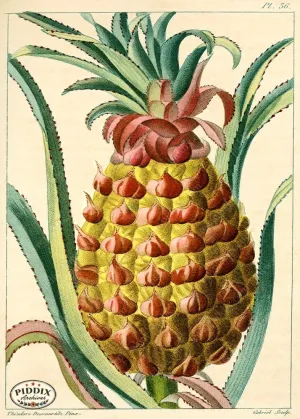 PDXC17022b -- Pineapples