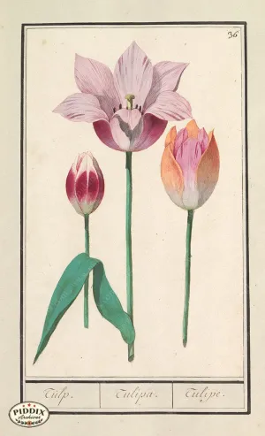 PDXC21109 -- Flower Print Tulip