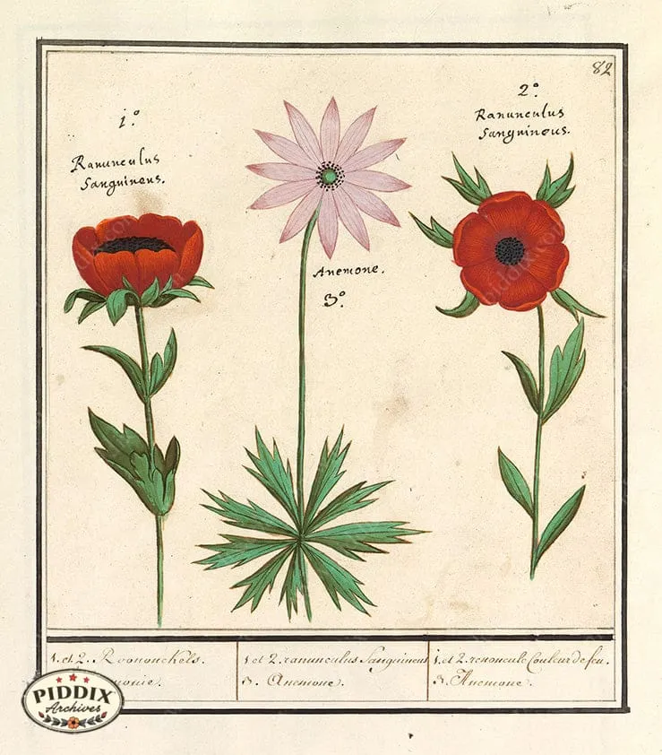 PDXC21114 -- Flowers
