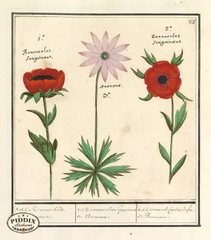 PDXC21114 -- Flowers