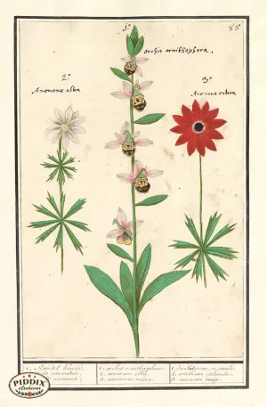PDXC21116 -- Flowers