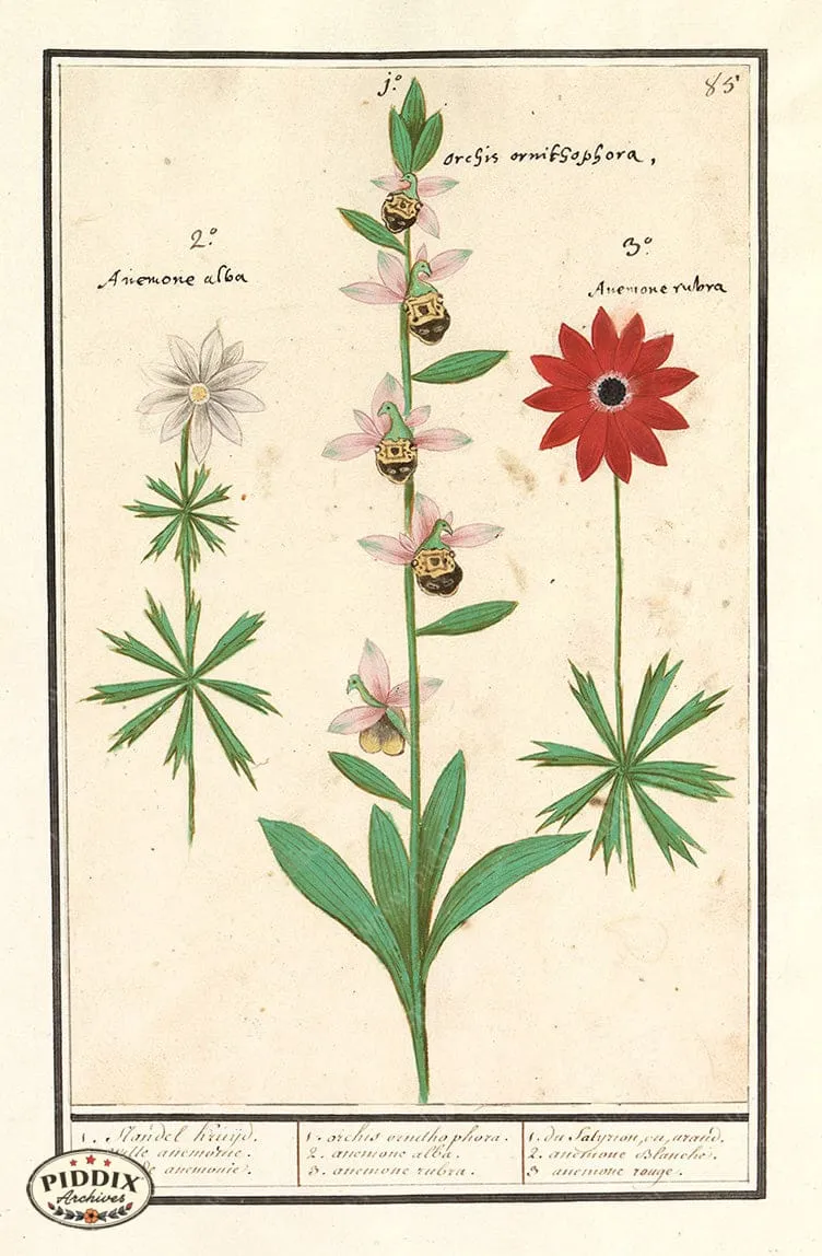 PDXC21116 -- Flowers