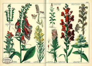 PDXC23262 -- Flower Poster