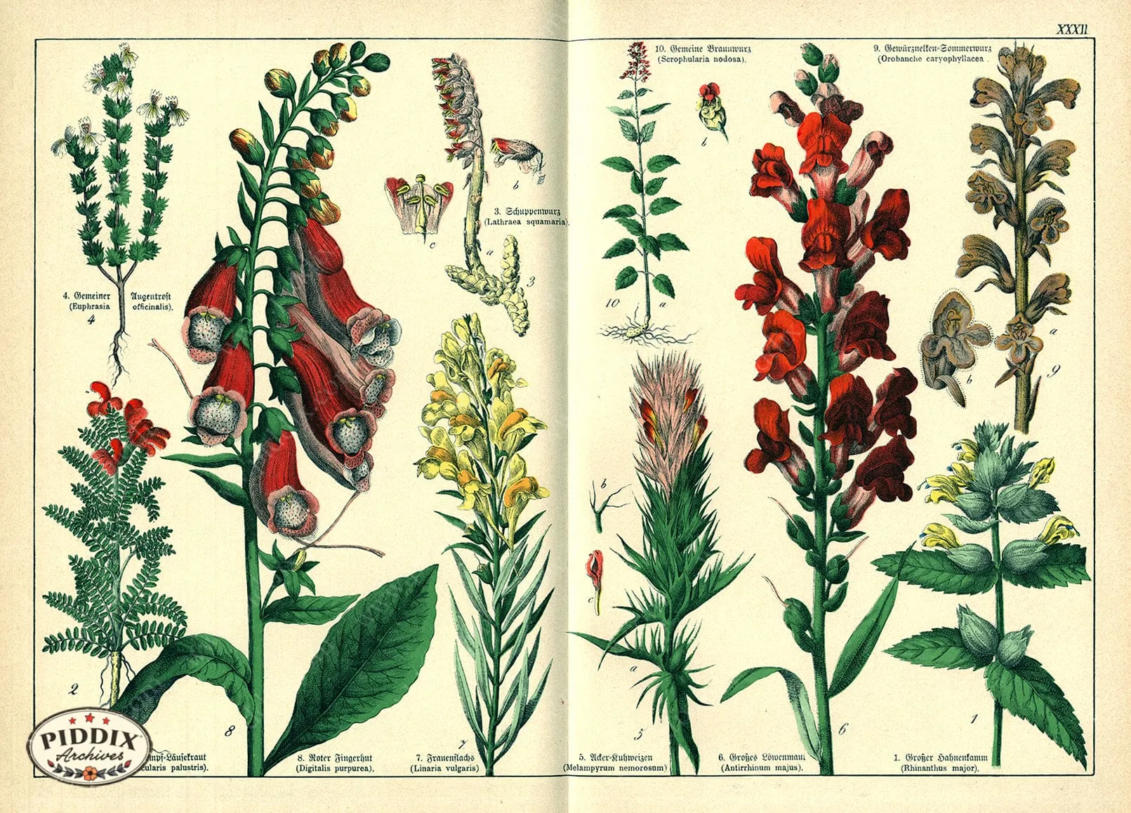 PDXC23262 -- Flower Poster
