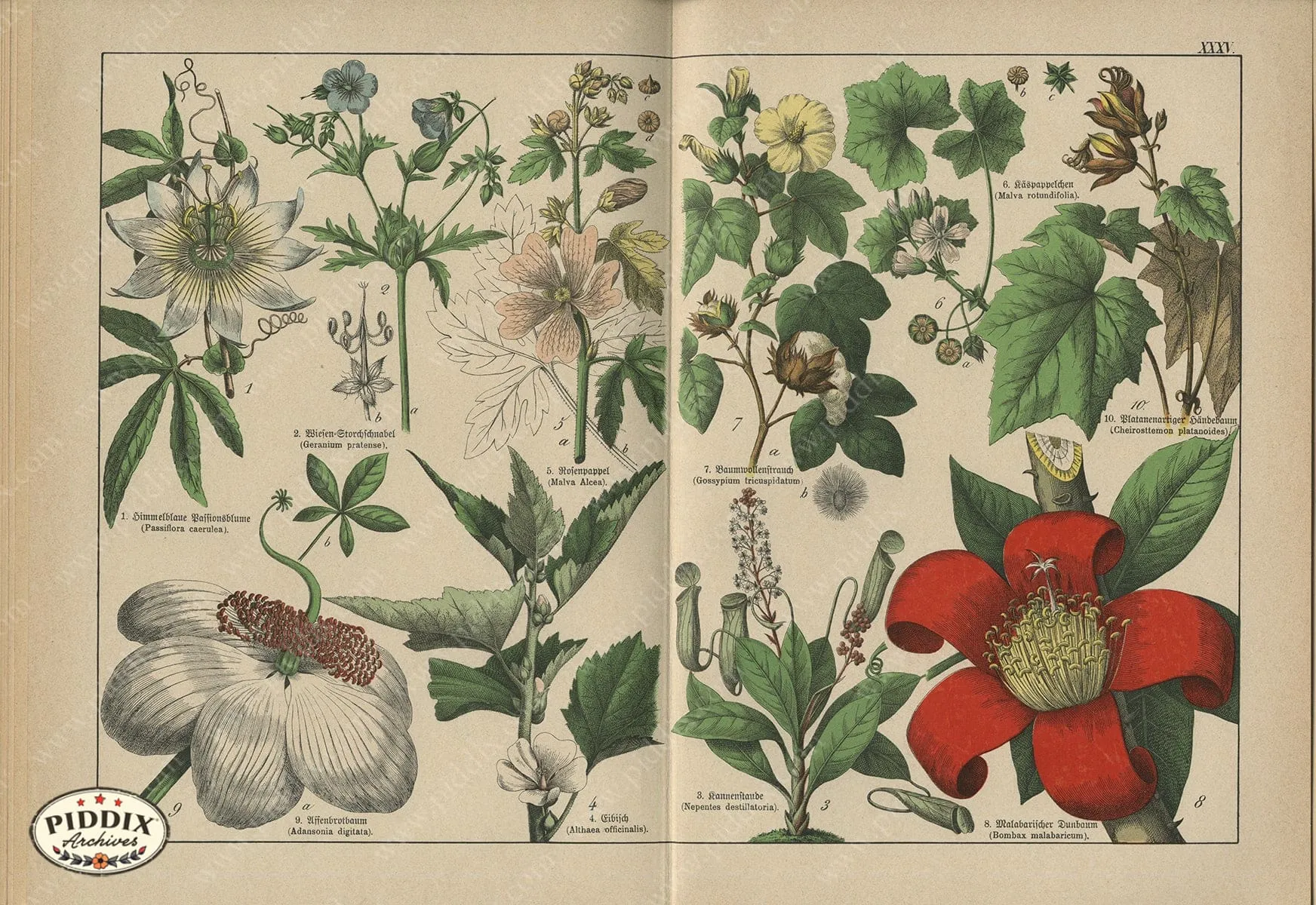 PDXC23265 -- Flower Poster