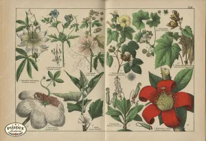 PDXC23265 -- Flower Poster