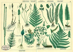 PDXC23281 -- Ferns Botanical