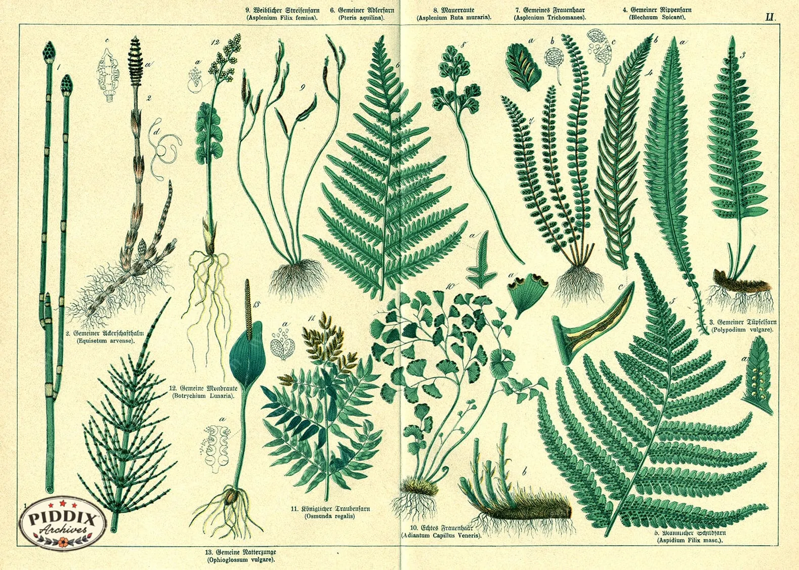 PDXC23281 -- Ferns Botanical