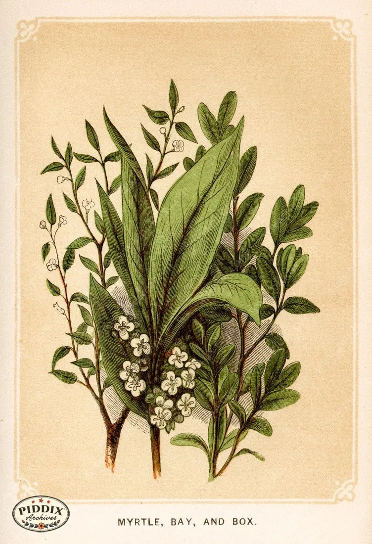 PDXC2578 -- Plants & Leaves
