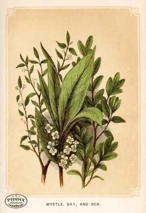 PDXC2578 -- Plants & Leaves