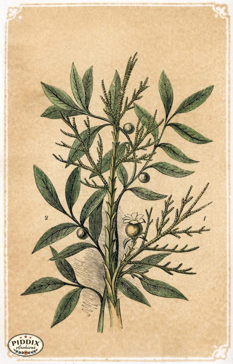 PDXC2582a -- Plants & Leaves