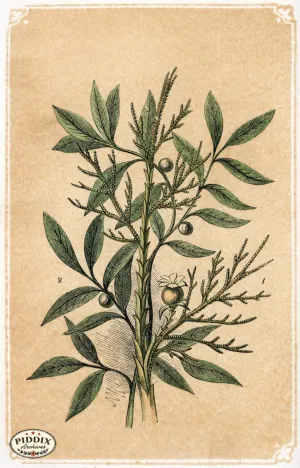 PDXC2582a -- Plants & Leaves