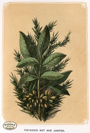 PDXC2582b -- Plants & Leaves