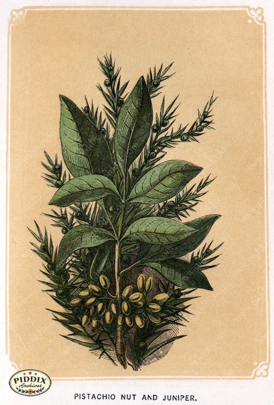 PDXC2582b -- Plants & Leaves