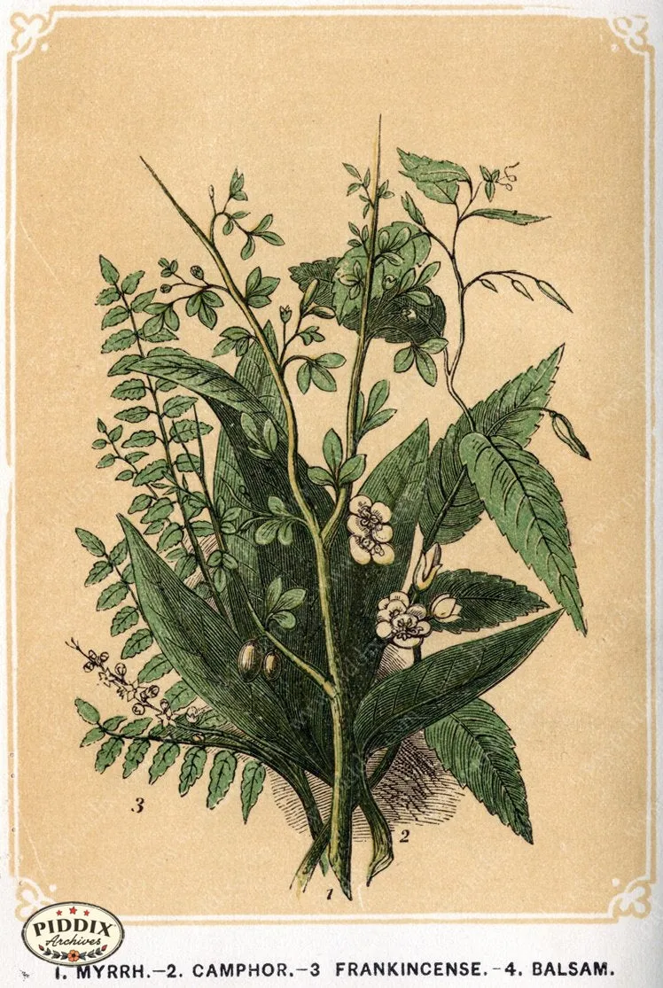 PDXC2584 -- Plants & Leaves
